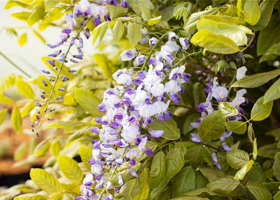 Wisteria floribunda 'Macrobotrys'