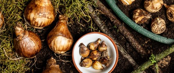 Blumenzwiebeln pflegen – was Zwiebelblüher im Jahr brauchen