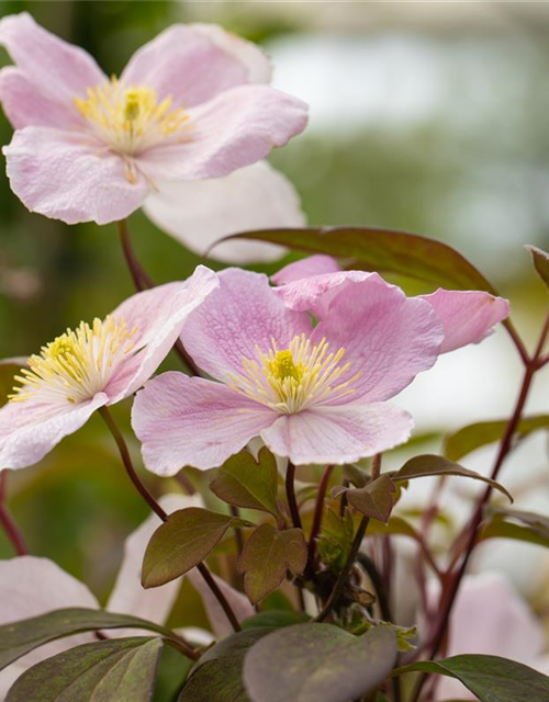 Clematis montana 'Tetrarose'