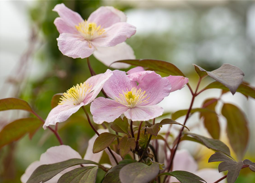 Clematis montana 'Tetrarose'