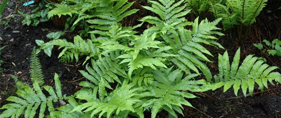 Winterharte Stauden für einen robusten und blühenden Garten