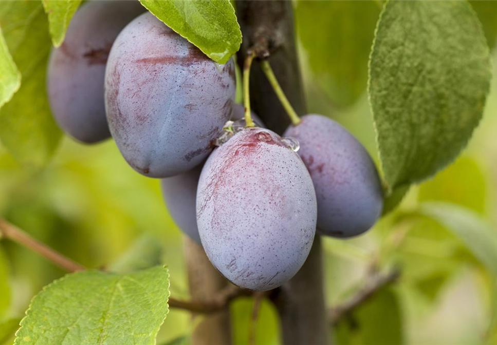 Obstbäume pflegen und leckere Snacks im eigenen Garten ernten