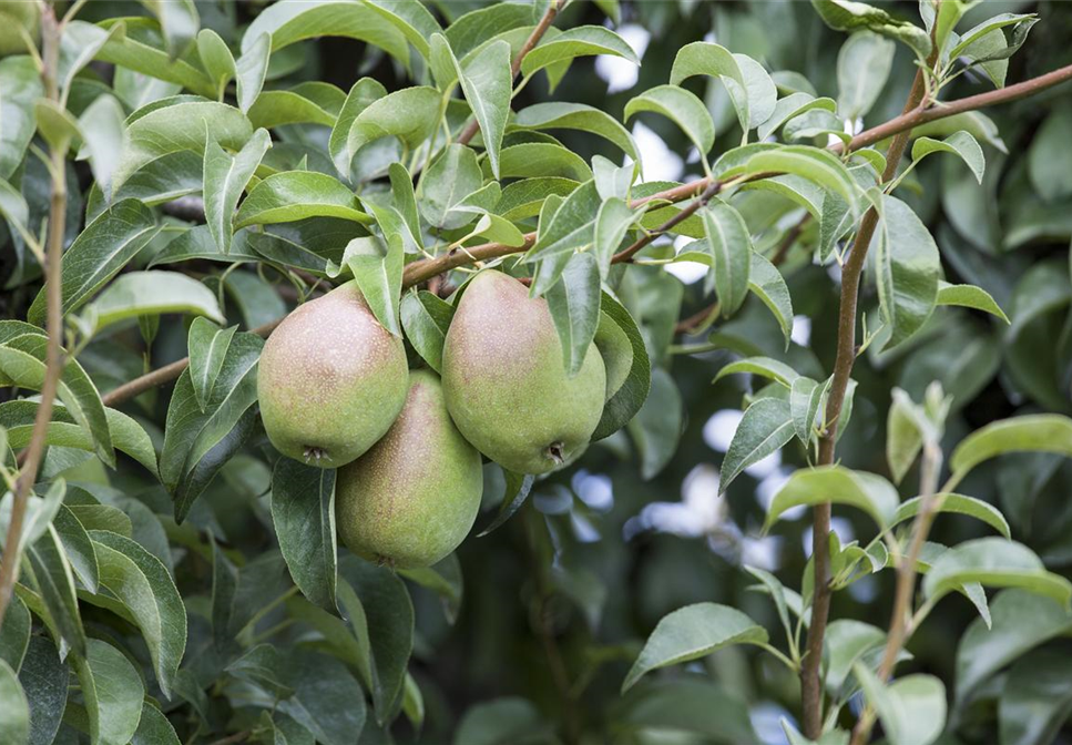 So bereichern diese vitaminreichen Obstpflanzen jeden Garten