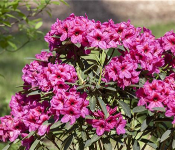 Rhododendron schneiden und pflegen – so gelingt es