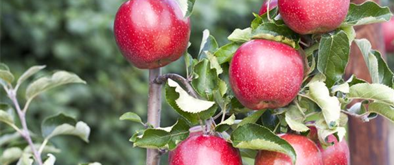 So bereichern diese vitaminreichen Obstpflanzen jeden Garten