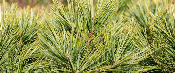 Welcher immergrüne Nadelbaum eignet sich als Weihnachtsbaum?