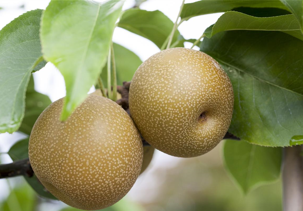 Wie man Obst im Garten pflanzen sollte