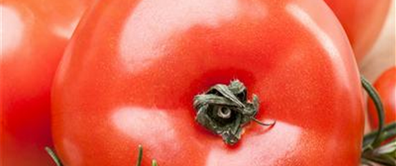 Tomaten – vielseitiges Gemüse für drinnen und draußen