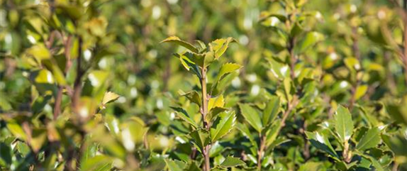 Immergrüne Pflanzen bringen Leben in den winterlichen Garten