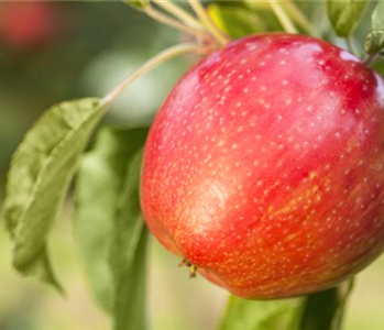 Apfelbäume im Garten – Eine reiche und leckere Ernte