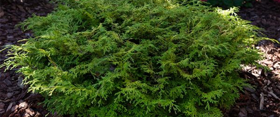 Immergrüne Pflanzen bringen Leben in den winterlichen Garten