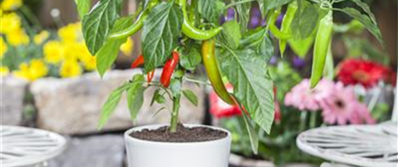 Paprika selber anbauen – Tipps für Anzucht und Ernte