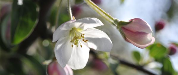 Apfelbäume im Garten – Eine reiche und leckere Ernte