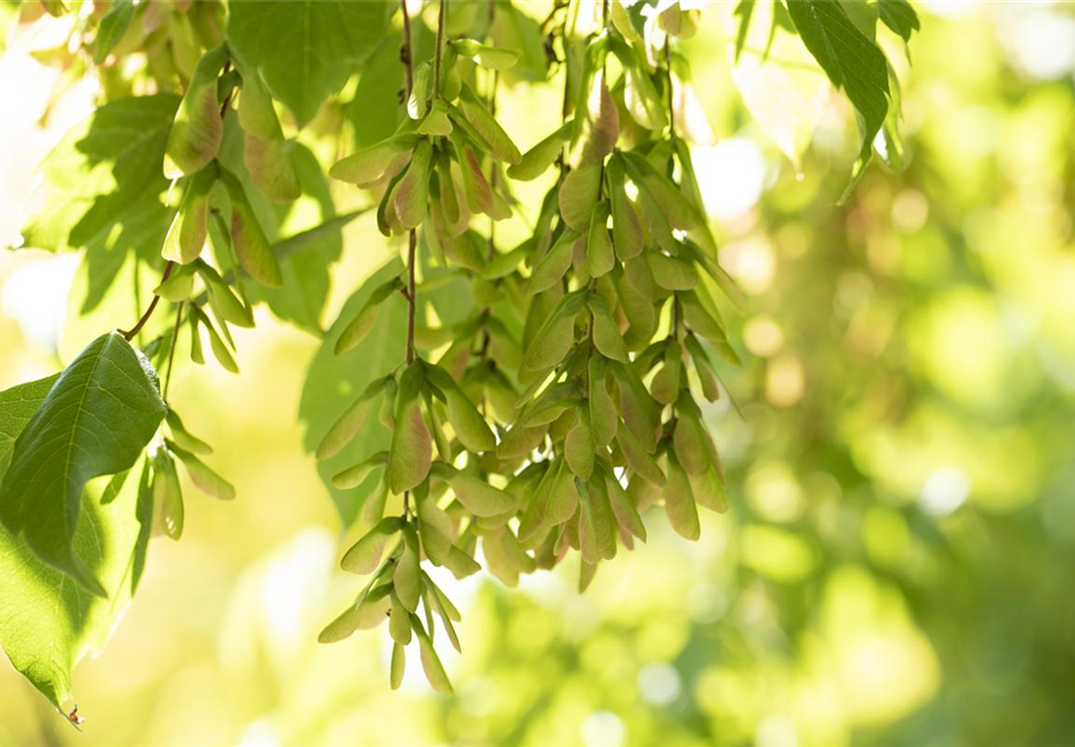 Wo Bäume im Garten stehen, sind wir schon mitten im Paradies