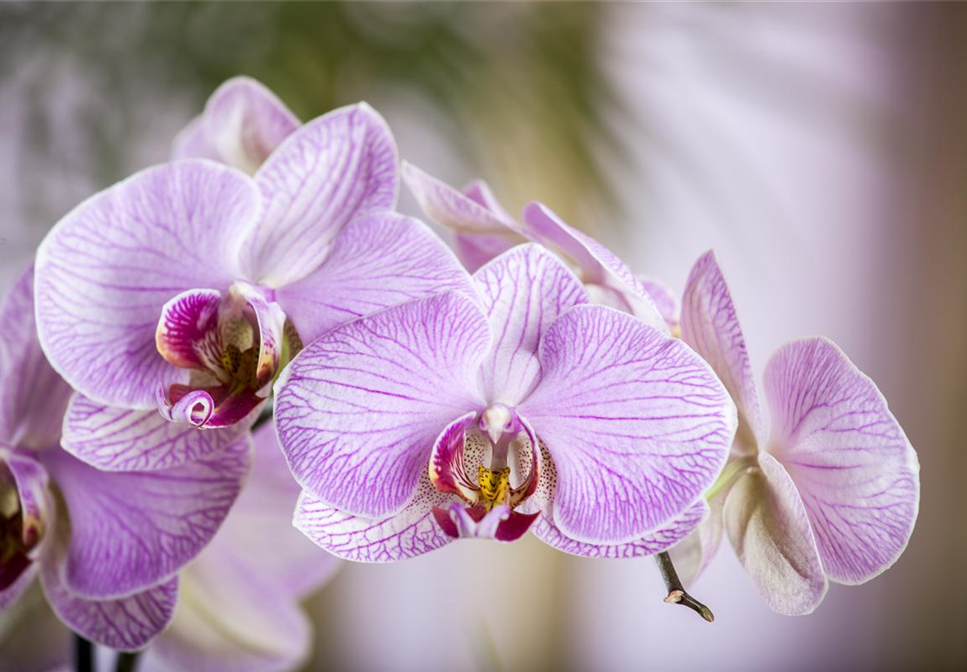 Orchideen – Königliche Schönheiten in vielfältigsten Farben 