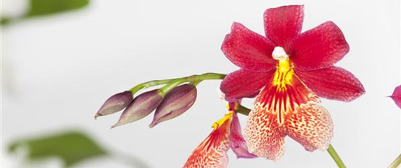 Orchideen – Königliche Schönheiten in vielfältigsten Farben 