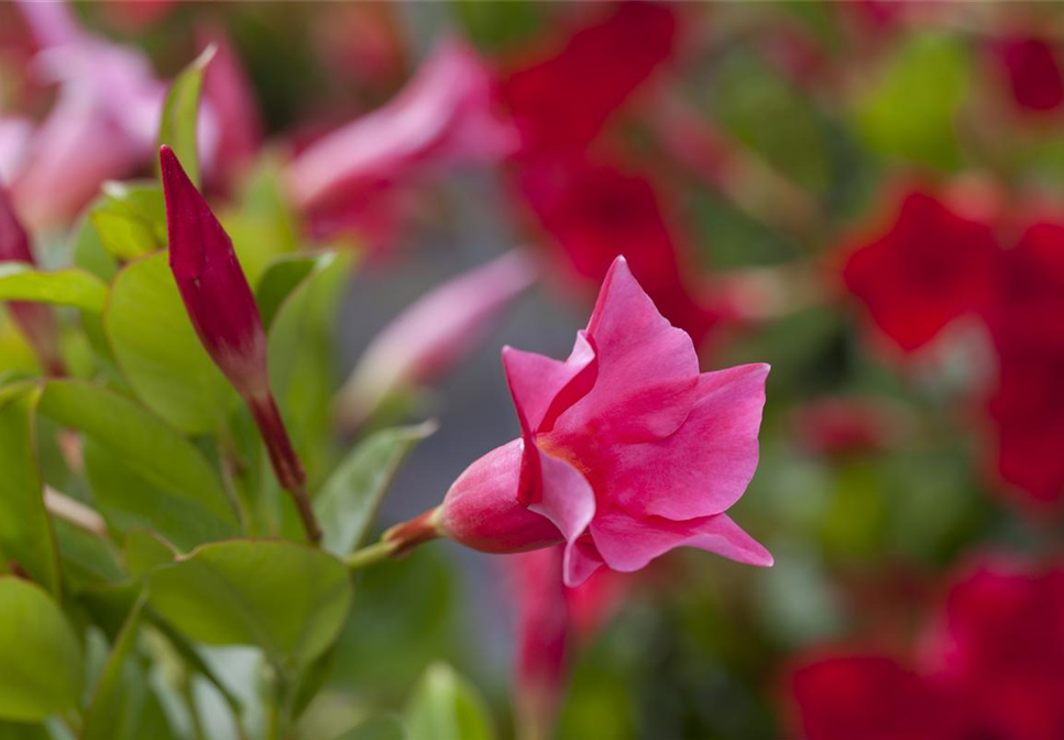 Wie nützlich mediterrane Pflanzen für den Garten sein können