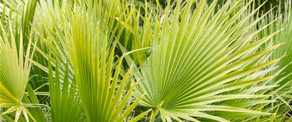 Wie nützlich mediterrane Pflanzen für den Garten sein können