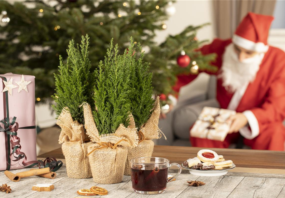 Schöne Pflanzen als Weihnachtsgeschenk kommen immer gut an