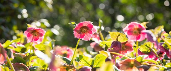 Botanische Highlights - Winterblühende Pflanzen für Zuhause