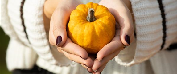 Der Herbst ist die beste Zeit für leckere und hübsche Kürbisse