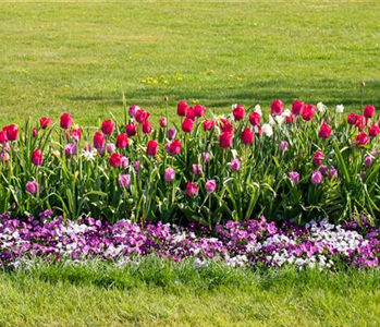 Wie ein pflegeleichter Garten gestaltet wird