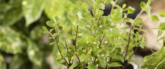 Mehr als nur aromatisch: Die gesunden Nährstoffe in Kräutern