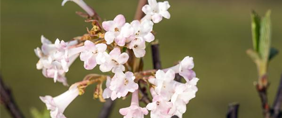 Frühblühende Gehölze sind meist die schönsten Frühlingsboten