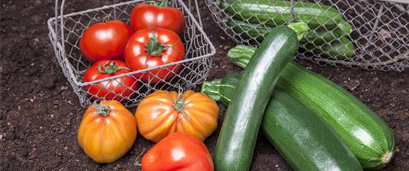 Im eigenen Garten Gemüse anbauen