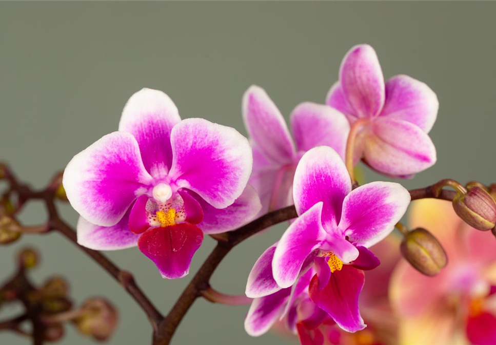 Das A und O beim Orchideen pflegen - Die richtige Wassermenge