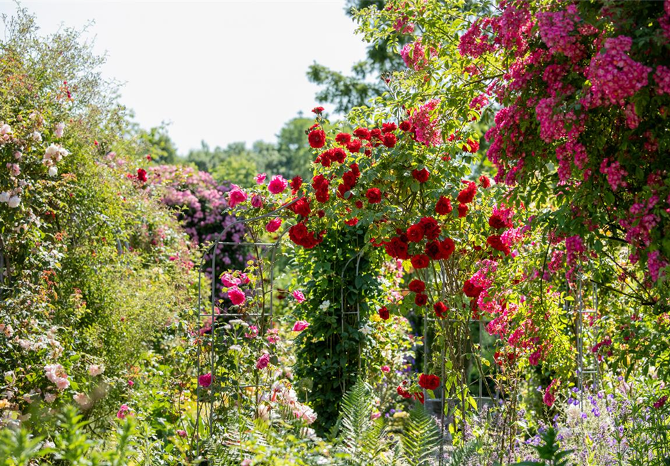 Tipps für einen Rosengarten