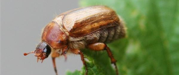 Schädlinge im Garten richtig erkennen und bekämpfen