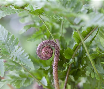 Wie im Märchen - Wunderschöne Farne pflegen im eigenen Garten