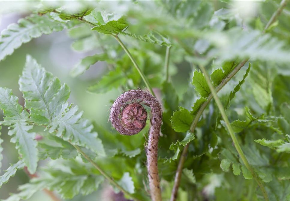 Wie im Märchen - Wunderschöne Farne pflegen im eigenen Garten