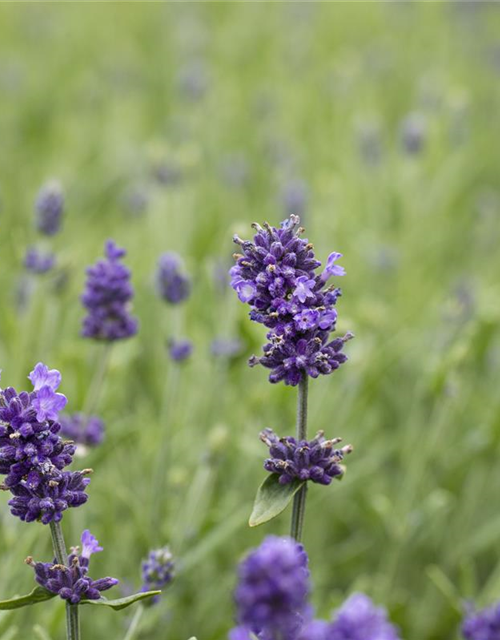 Lavandula angustifolia 'Hidcote'