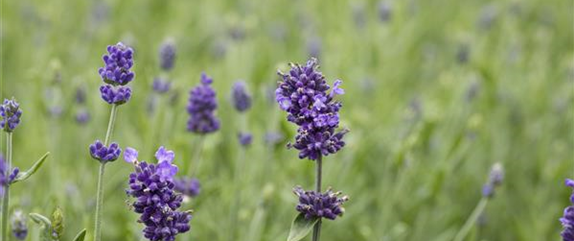 Beliebte mediterrane Pflanzen für Balkon und Garten