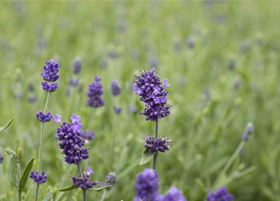 Lavandula angustifolia 'Hidcote'