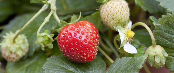 Erdbeeren – das passende Obst für alle Naschkatzen