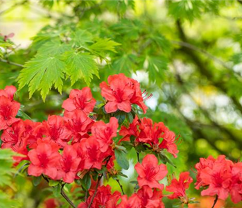 Gartengestaltung mit Rhododendron - Schönheit im Garten