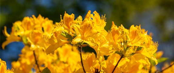 Gartengestaltung mit Rhododendron - Schönheit im Garten