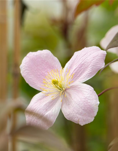 Clematis montana 'Tetrarose'