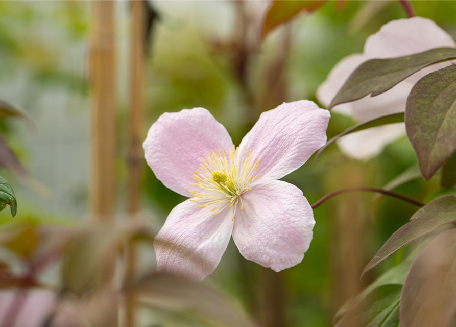 Clematis montana 'Tetrarose'