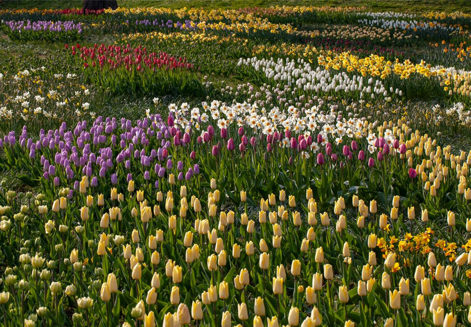 Blumenzwiebeln als Frühjahrsboten – eine farbenfrohe Zeit