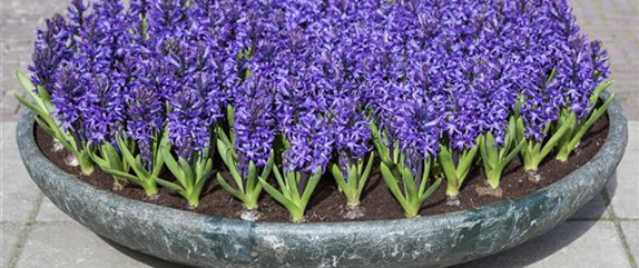 Blumenzwiebeln als Frühjahrsboten – eine farbenfrohe Zeit