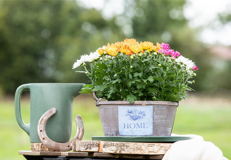 Gartengestaltung mit Pflanzgefäßen in verschiedenen Gärten