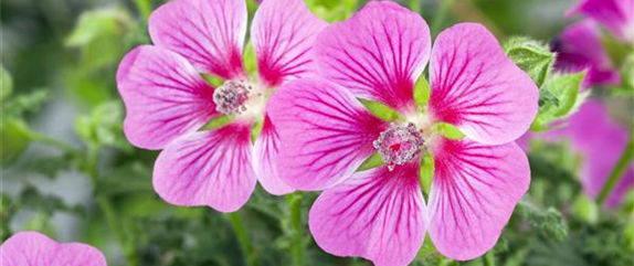 Kübelpflanzen für die Terrasse sorgen für mediterranes Flair