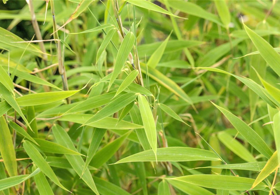 Bambus für ein asiatisches Flair im Garten