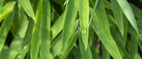 Bambus für ein asiatisches Flair im Garten