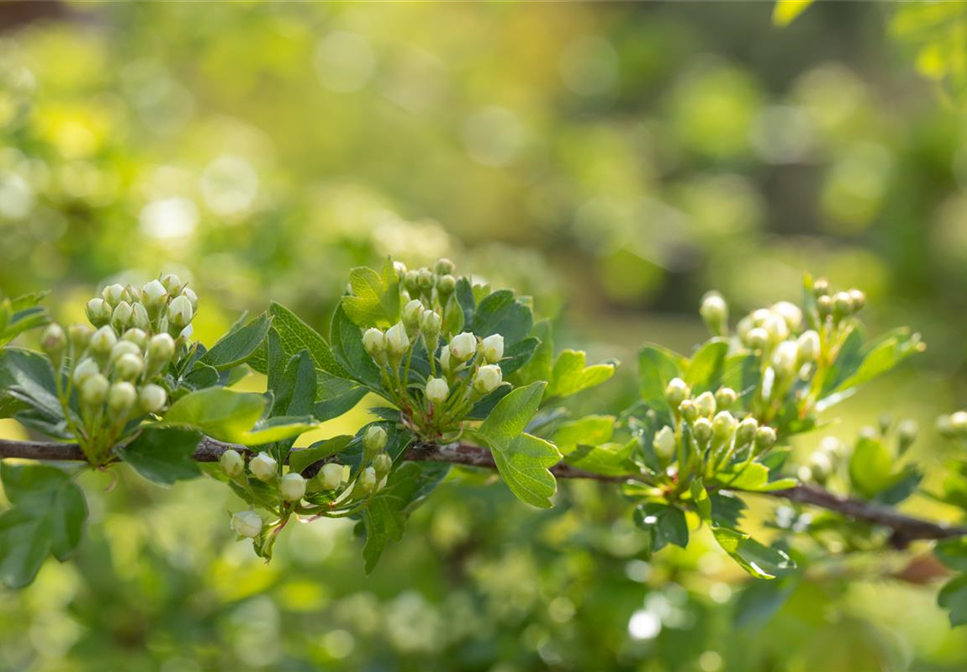 Warum jeder Gartenfreund sommergrüne Gehölze pflanzen sollte