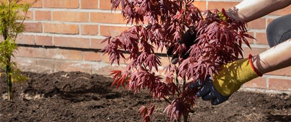 Warum jeder Gartenfreund sommergrüne Gehölze pflanzen sollte